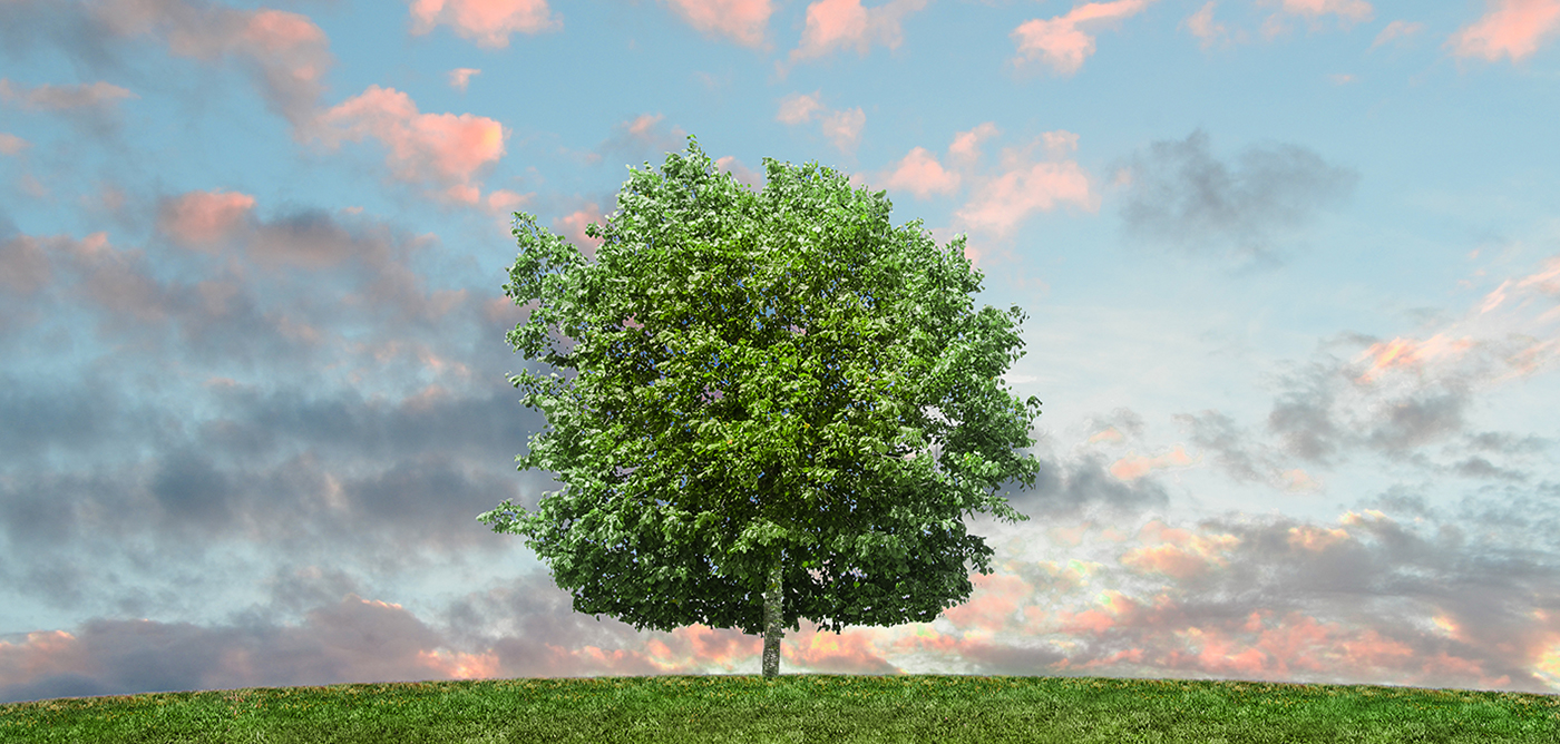 arbre sur une coline